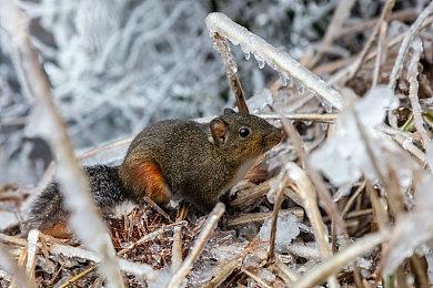 任天堂有望在本周日公开《纸片马里奥RPG》发售日