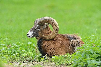 《蛮荒边境》steam开启抢先体验 开荒生存经营新作