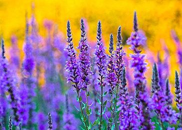 《博德之门3》PS5版无法稳定60帧 质量模式体验最佳